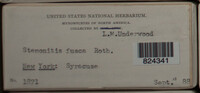 Stemonitis fusca image